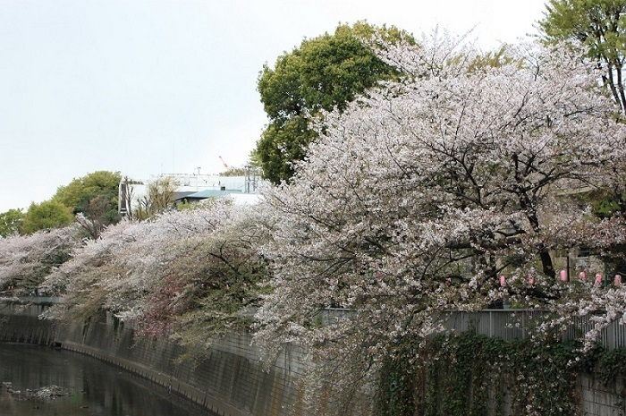 20140405_桜1